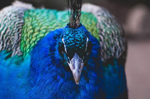 Vibrant female peacock front facing close-up