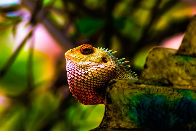 Chameleon Lizard Common iguana - Download Free Stock Photos Pikwizard.com