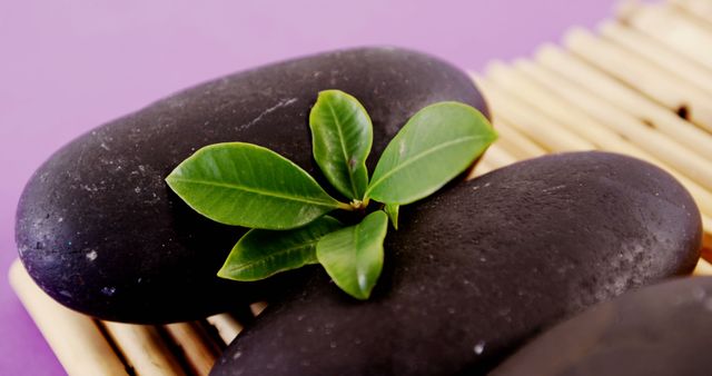 Smooth black stones are stacked with a vibrant green plant leaf resting on top, against a purple background, with copy space. The arrangement suggests a tranquil spa setting, emphasizing relaxation and harmony.