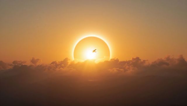 Golden sun halo sunrise above cloud bank with silhouetted bird flying over ocean