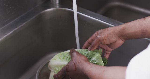 Hands Washing Fresh Lettuce in Sink - Download Free Stock Images Pikwizard.com