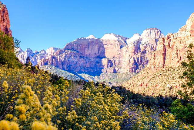 Capturing the awe-inspiring beauty of Zion National Park, this image showcases vibrant wildflowers in the foreground with towering cliffs and snow-capped peaks under a clear blue sky. Perfect for travel promotions, nature blogs, hiking and adventure websites, and outdoor magazines.