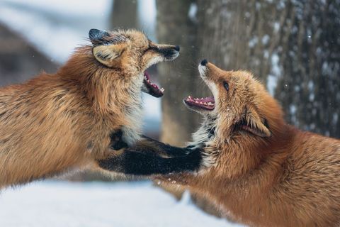 Playful red foxes frolicking in snowy woodland