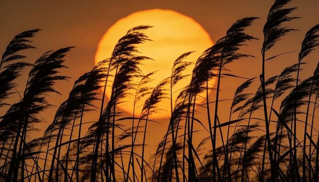 Sunset silhouette reed grasses swaying against giant orange sun disk