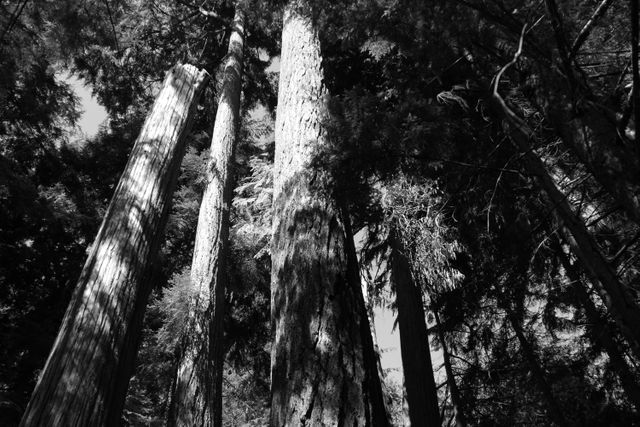 Black and white forest scene featuring tall trees reaching for the sky. Vertical trunks dominate the image, casting shadows across one another. Ideal for use in nature conservation content, outdoor lifestyle blogs, or as a dramatic backdrop in environmental campaigns emphasizing the untouched beauty of woodlands.