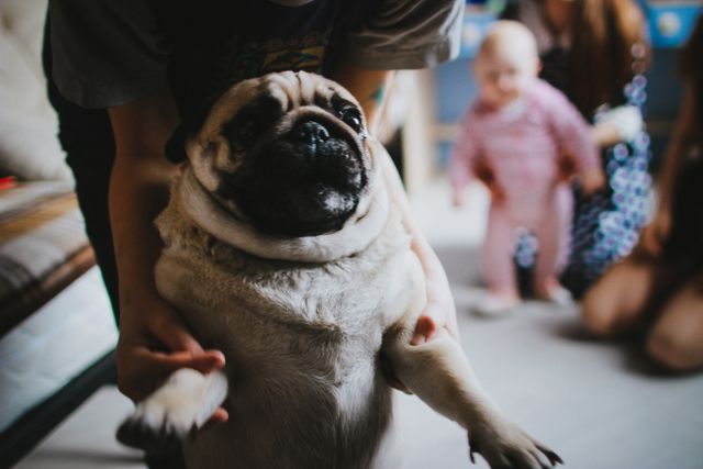 Person Holding Happy Pug Dog at Home with Family - Download Free Stock Photos Pikwizard.com