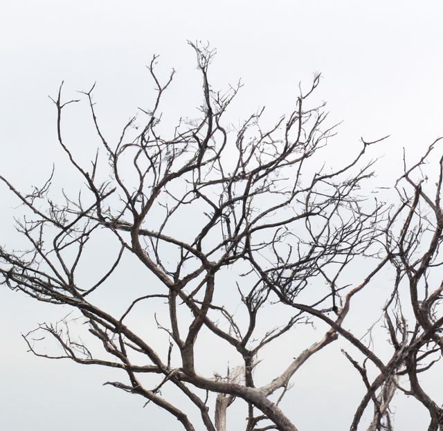 The bare tree branches contrast sharply against the grey sky, evoking a sense of simplicity and minimalism. This image can be used for themes such as nature, autumn, or winter. It can also represent concepts like dormancy, barrenness, or the stark beauty of the natural world. Suitable for backgrounds, environmental projects, and artistic endeavors.