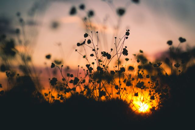 Silhouetted wildflowers against a vibrant sunset sky create a serene and tranquil scene. Ideal for use in nature-themed projects, relaxation imagery, background designs, or inspirational quotes. The soft golden hues and gentle light make it perfect for conveying calm and beauty.