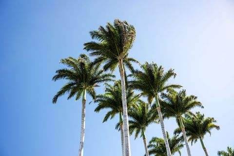 Tall Palm Trees Reaching Toward Clear Blue Sky