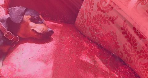 Black-and-tan dog basking on red sofa cushion, sunlit cozy pet moment
