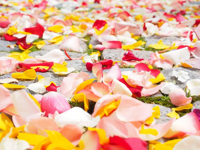 Red love yellow petals - Download Free Stock Photos Pikwizard.com
