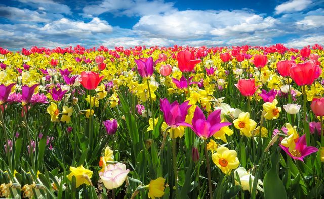 Field of tulips and daffodils in full bloom under a bright blue sky with fluffy clouds. Perfect for nature-themed presentations, seasonal greeting cards, or floral inspiration blogs. Can be used for promoting springtime, gardening activities, or outdoor events.