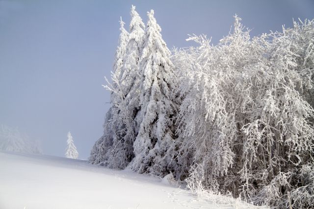 Snow-covered trees in serene winter landscape - Download Free Stock Photos Pikwizard.com
