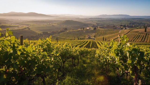 Sunlit vineyard rows guiding gaze across terraced hills, farmland, and misty horizon vista