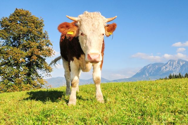 Brown and white cow grazing on a sunny meadow under blue sky. Green grass, tree shadow, and mountain background create picturesque rural scenery. Ideal for use in articles about farming, livestock management, rural life, and nature conservation.
