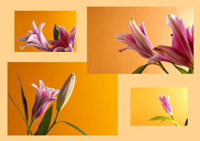 Perfect for floral arrangements, nature-themed posters, or botanical studies. Highlights the beauty of blooming lilies against a warm orange backdrop, creating an inviting and elegant atmosphere.