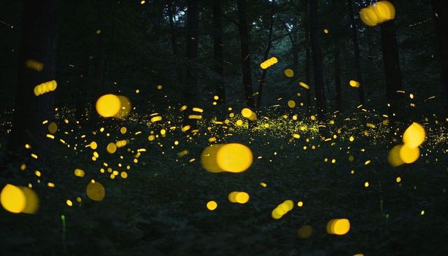 Fireflies glowing and drifting in temperate woodland creating golden bioluminescent trails