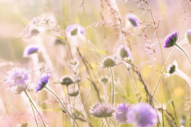 Beautiful wildflowers with pastel colors in field during golden hour. Sunlight creates soft, warm tones, enhancing the delicate petals and stems. Perfect for nature-themed projects, botanical artwork, or backgrounds conveying tranquility and natural beauty.