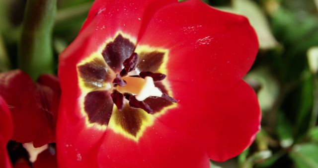 This close-up captures the beauty of a blooming red tulip, focusing on its detailed yellow and dark brown center. The green blurred background enhances the vibrant colors of the petals. Ideal for spring-themed projects, gardening magazines, floral designs, and nature blog posts.