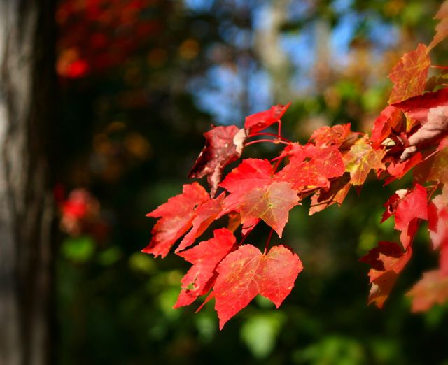 Shows vivid red leaves on a tree branch with a blurred background, perfect for illustrating autumn season, nature blogs, seasonal cards, or outdoor-related content.