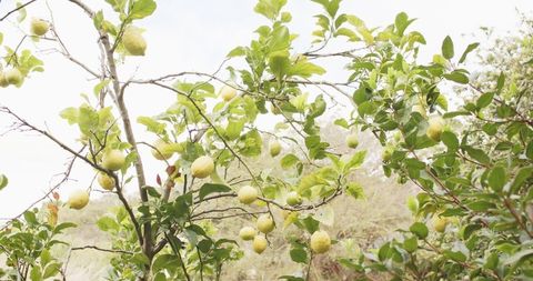 Lemon tree branch bearing clusters of pale green and yellow fruit on hillside
