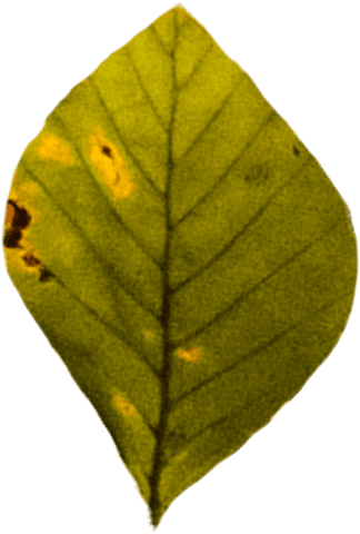 Transparent Yellow Leaf Illustration with Autumn Details - Download Free Stock Videos Pikwizard.com