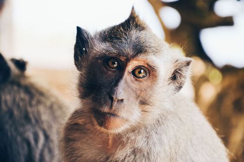 Thoughtful macaque staring with expressive eyes close-up wildlife portrait with warm bokeh