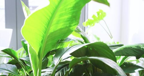 Vibrant Tropical Houseplants on Sunlit Windowsill