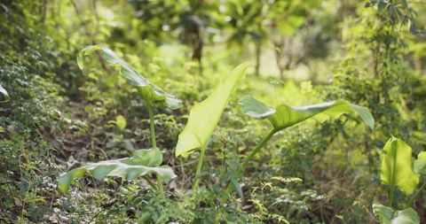Backlit heart-shaped leaves glowing in forest understory with dappled sunlight and translucent veins
