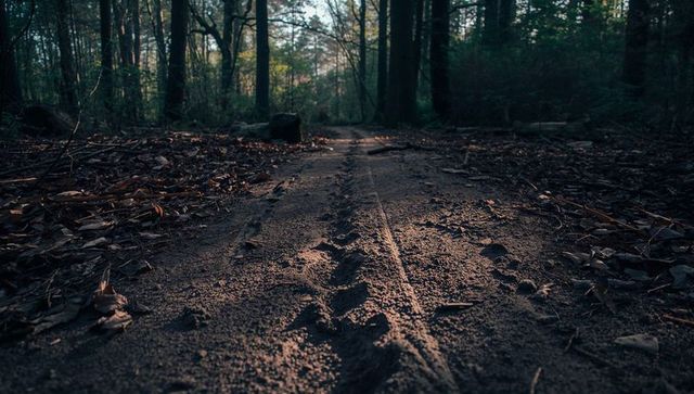 Sunlit forest trail with central rut and footprints leading into woodland