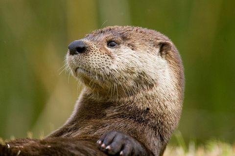 Adorable Otter Relaxing on Riverbank