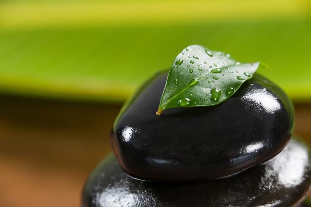 Close-Up of Wet Green Leaf on Smooth Black Pebble - Download Free Stock Photos Pikwizard.com