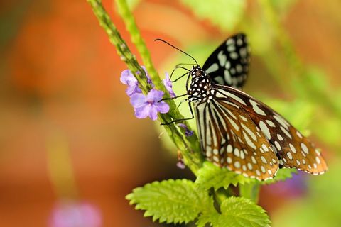 Butterflies on Belamcanda Flower in Vibrant Garden Surroundings