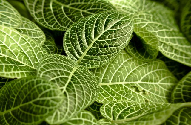 Green Fittonia leaves with distinct white veining create intricate, natural patterns. Suitable for backgrounds, nature themes, botany projects, website design, or green-themed decor ideas due to its vibrant, fresh appearance.