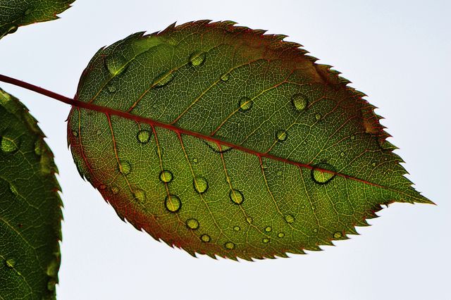 Nature plant leaf leaves - Download Free Stock Photos Pikwizard.com
