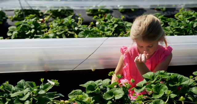 Little girl picking fresh strawberries on a farm during summer. Perfect for concepts of agriculture, healthy living, rural lifestyle, and children's outdoor activities. Ideal for use in children's books, advertisements for gardening products, and educational materials about farming.