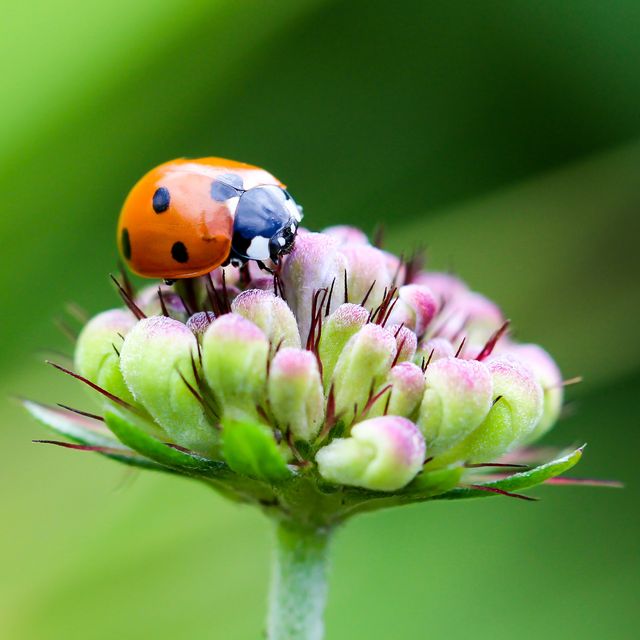 Image shows a close-up view of a ladybug crawling on a flower bud, highlighting details of the insect and the flower. Suitable for use in nature-themed articles, blog posts, scientific studies, educational materials, and environmental websites.