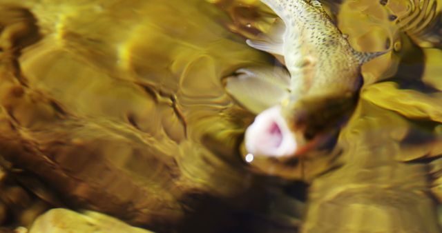 A trout is partially submerged in the clear, rippling waters, showcasing the fish's natural habitat. Its mouth is open as if it's about to feed, highlighting the dynamic nature of aquatic life.