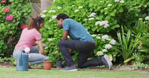 Couple Engaged in Gardening, Planting Flowers Together