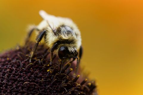 Close-Up of Bee Pollinating a Blooming Flower