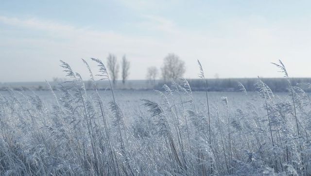 Frost-coated reed grass swaying across winter marsh under soft pale sky