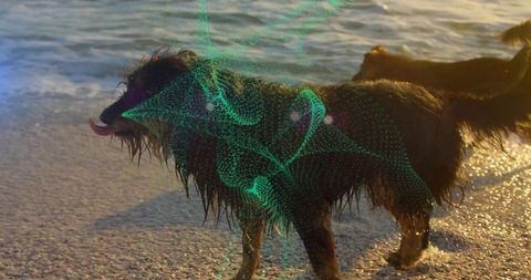 Wet long-haired dog standing on pebbly beach at golden hour with neon green mesh overlay