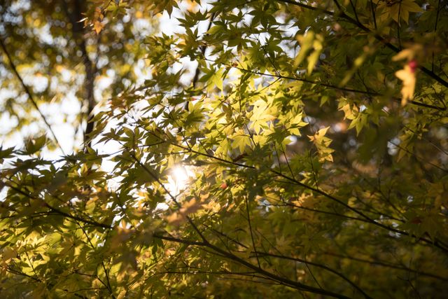 Sunlight shining through tree branches with autumn leaves, creating a warm and serene atmosphere. Perfect for use in nature-themed projects, promoting outdoor activities, background images for seasonal content, or highlighting the beauty of autumn.