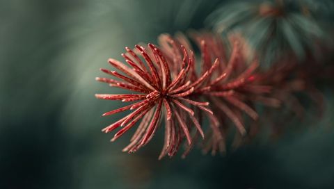 Radiating Red Conifer Needles Macro with Dew Droplets and Moody Bokeh Background