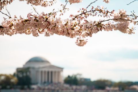 Cherry Blossoms Framing Historical Monument in Springtime Glow