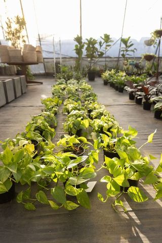 Trailing pothos vines spilling from black pots in sunlit greenhouse aisle