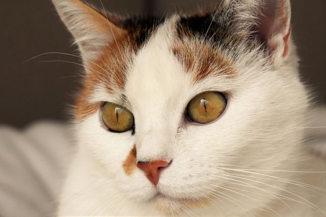 Close-up of a cat with striking golden eyes and white fur with calico patches on the head. The cat looks calm and alert, with clear focus. Perfect for use in pet-related content, animal care blogs, or showcasing the beauty of domestic cats.