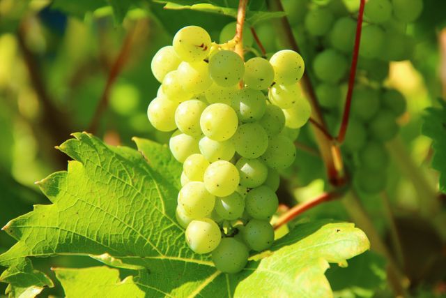 Close-Up of Green Grapes in Sunny Vineyard - Download Free Stock Photos Pikwizard.com