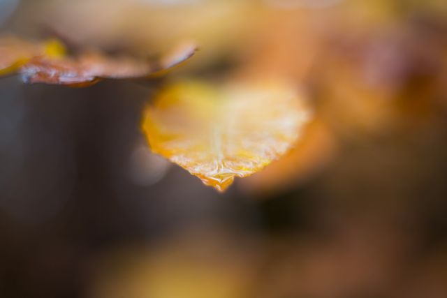 Ideal for use in seasonal promotions, nature blogs, environmental awareness programs, autumn-themed designs, and calming wallpapers. The close-up angle highlights the delicate details, enhancing the nostalgic and serene mood of autumn.