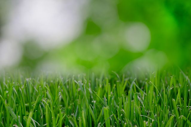 Close-Up of Fresh Green Grass with Blurred Background - Download Free Stock Photos Pikwizard.com